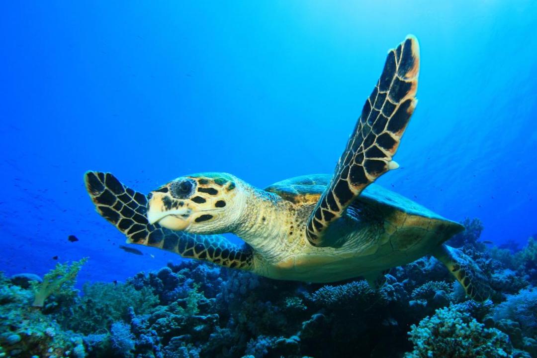 tortuga carey nadando en el mar