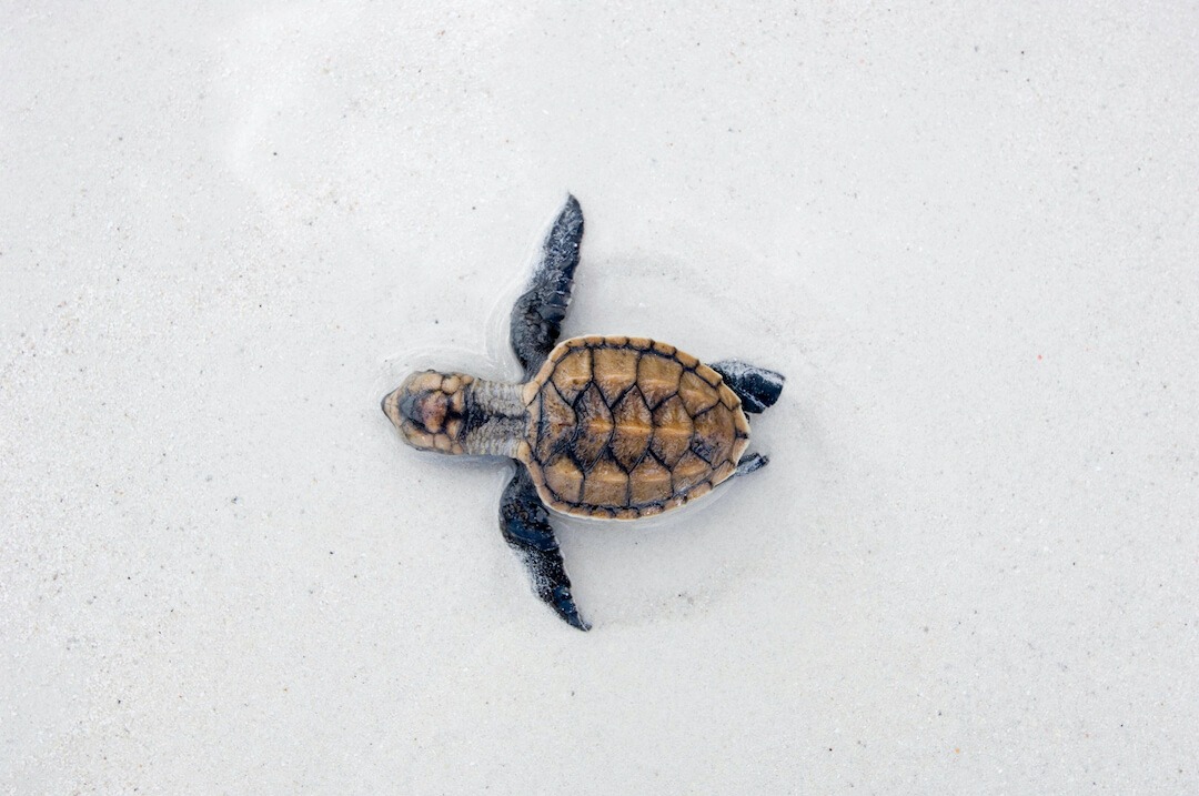 Tortuga carey bebé en la arena de la playa
