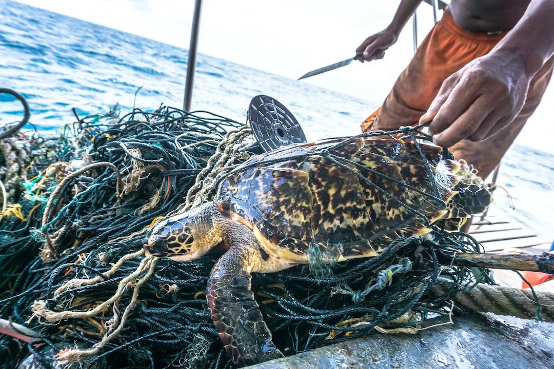 Tortuga carey atrapada en una red