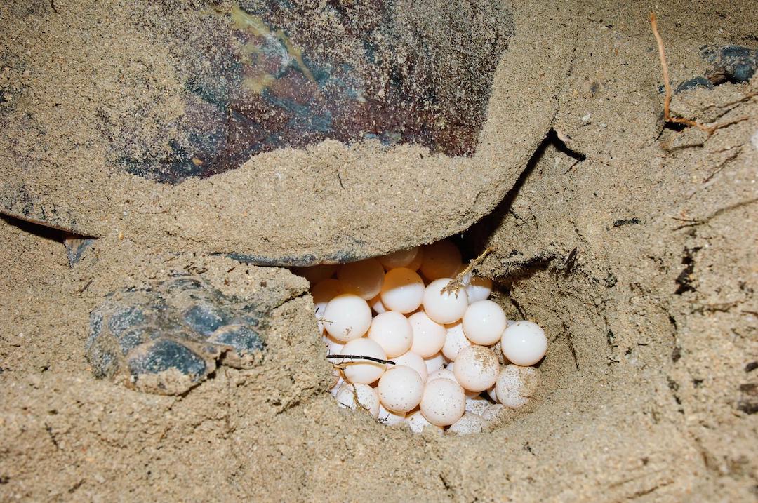 Tortuga carey poniendo huevos en la arena