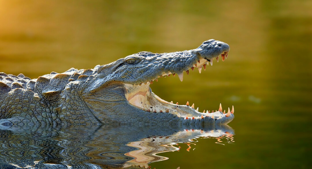 cocodrilo en la Reserva de la Biósfera Ría Lagartos